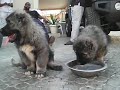 Caucasian Ovtcharka
