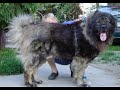 Caucasian Ovtcharka