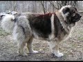 Caucasian Ovtcharka