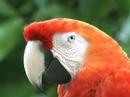 TLC Guacamayas