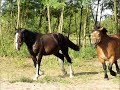 Shire Sporthorse Sára (modified) Shire Sporthorse Sára (modified)