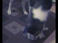 sasha my siberian husky wrecking a soft toy