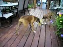 Zoe vs. Kaida - Tug of War Zoe vs. Kaida - Tug of War