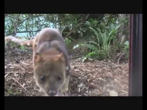 thylacine