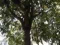 FIRENZE,Video Interviste, abbattimento alberi viale Morgagni