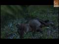 Mammals Vs. Dinos- Early Mammalian Life Span