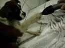 Buster em Curitiba seu primeiro banho na Toca dos Animais Buster em Curitiba seu primeiro banho na Toca dos Animais