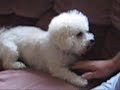 My 4 Bichons