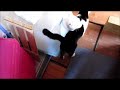 Click here to watch this video 猫のトイレタイム