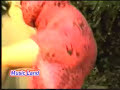 mujra