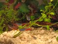 Betta Neon Tetra Community Tank