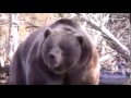 【驚愕】【恐怖】ヒグマの怖さを体感 驚愕動画 HIGUMA ヒグマ