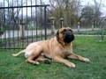 Bullmastiff male