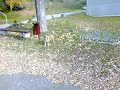 English bulldog Bono morning walk2.mp4
