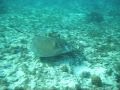 Snorkeling Antigua - Caribbean Snorkeling ...