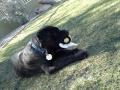 Adorable Otis needs a loving place to call home.wmv