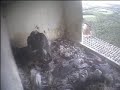 De Mortel 28 mei 19:37 deel 2