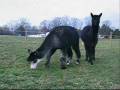 videos de Huacaya Alpacas 12/01/08