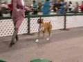 Camrose Dog Show: Boxers Specials Part 2 March 2007