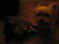 Norwich terrier vs boar