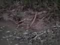 videos de Divide Creek Seep 2008 - Gas bubbling in Turkey Point beaver pond