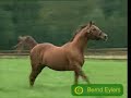 Stallions With Attitude Stallions With Attitude