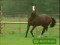 Stallions With Attitude