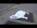 Air Bear (Seen On The Streets Of New York)