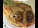 Talking Tarsier