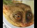 Talking Tarsier