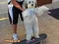 Cookie - Surfin (Skateboarding) USA