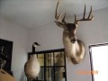 Taxidermia Caceria y Fauna