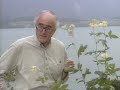 BBC connections on history of synthetic aspirin Meadowsweet