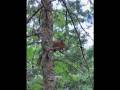 videos de Eating Squirrel