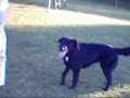 A Horny/Hyper (FEMALE) Dog Humps Me
