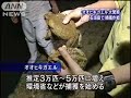frogs