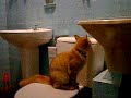 Gatinho no banheiro