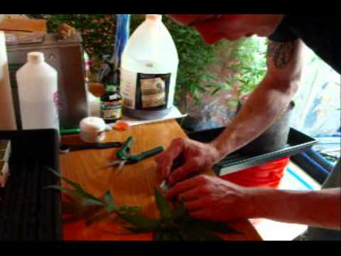 how to grow mmj clones