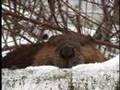 A Closer Look at the Beaver-Trailer By Michael Paik (2005)