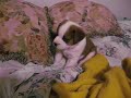 Talula - St. Bernard Mix