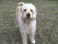 Bocker the Labradoodle - Work and Play