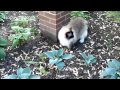 Ragdoll Cats Charlie and Trigg Outside May 2013 - ねこ - ラグドール - Floppycats