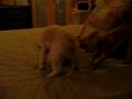 Munchie pulling Tuffy's tail.