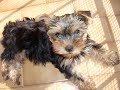 yorkshire-terrier-zeke.html