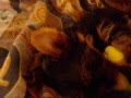 Yorkshire Terrier video