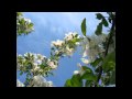 Lorie Line - Love Is