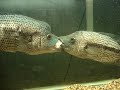 Part 2 of 16\" vs. 18\"inch Monster Dovii cichlids
