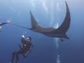 Manta Fantasy