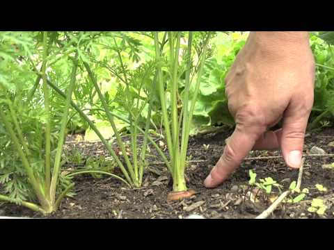 how to harvest carrots