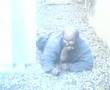 The Catman of Greenock